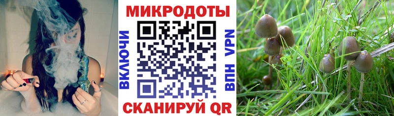 Купить Уяр Псилоцибиновые грибы Cubensis